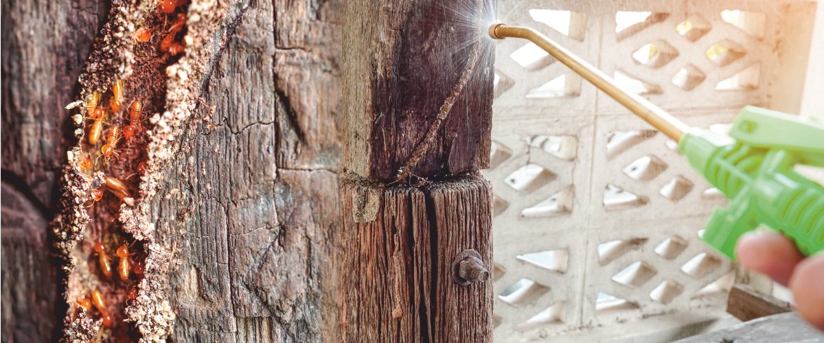 Termite Entry