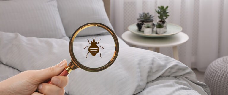 Bed bug warning signs to watch for at home