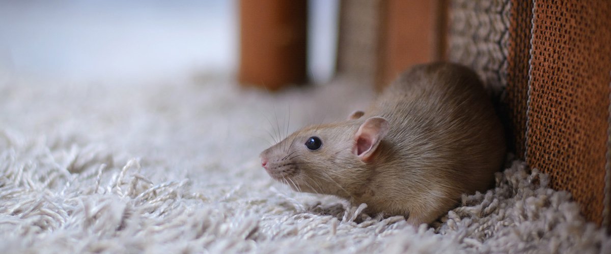 Rodent-proofing a home for winter