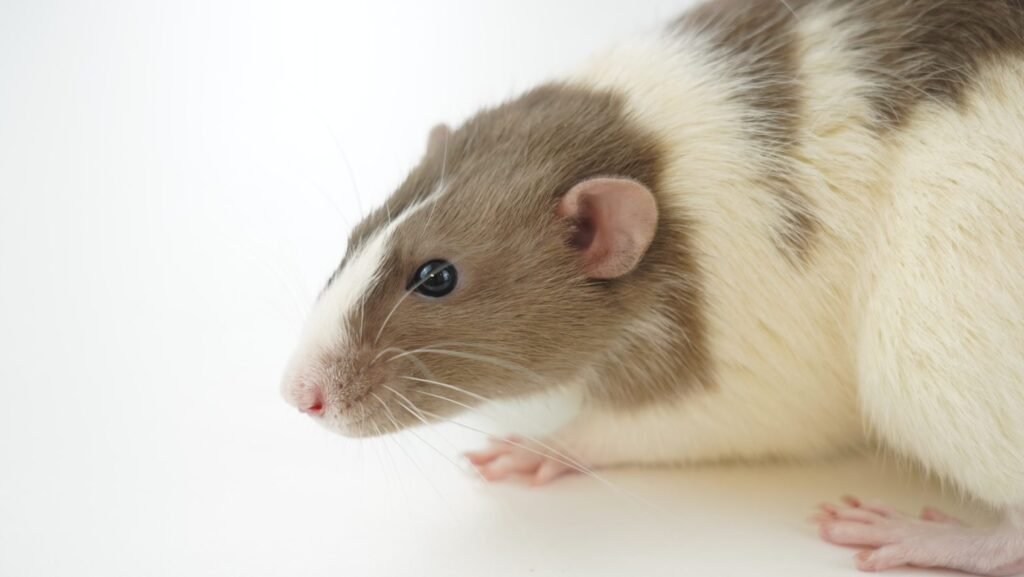 Identifying and handling a rodent infestation at home