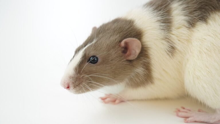 Identifying and handling a rodent infestation at home