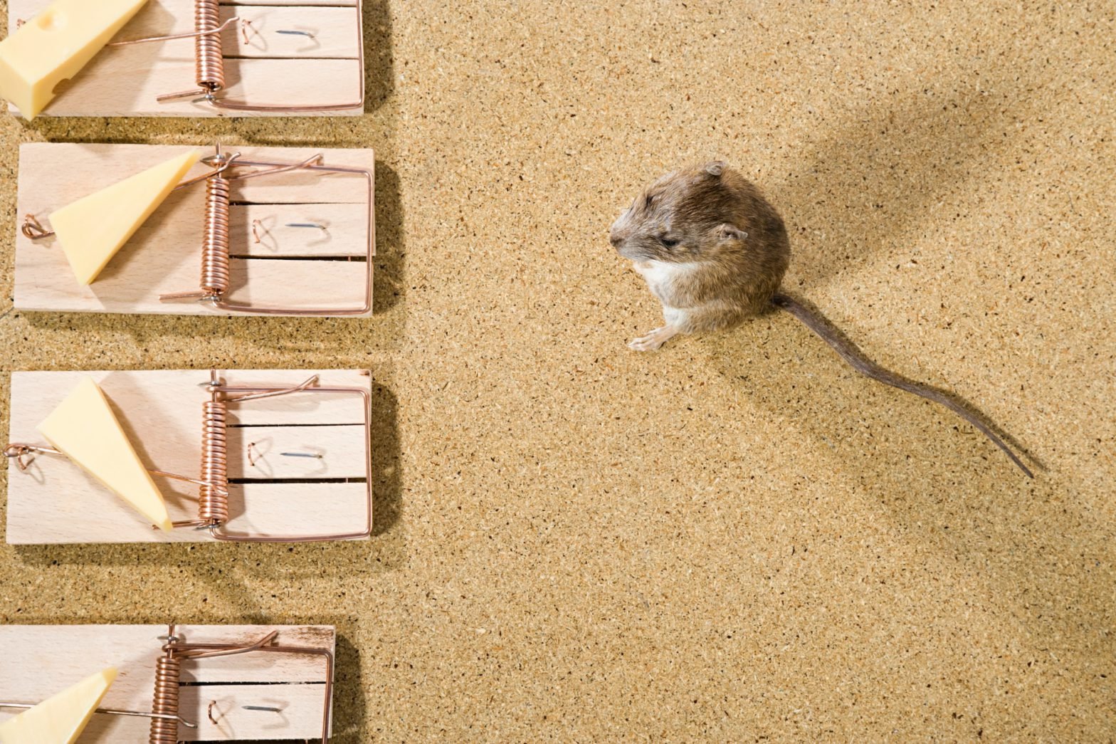 Strategies for keeping a Houston kitchen rodent-free