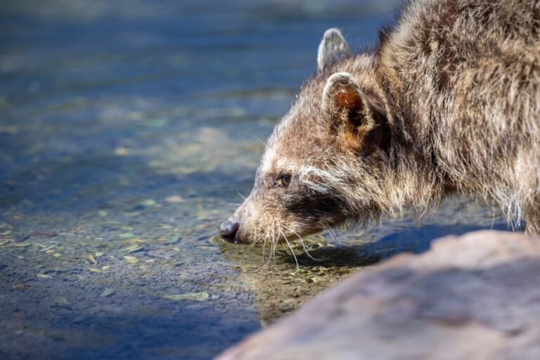 Raccoon invasion signs and damage at a Houston home